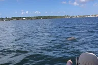 Cocoa Beach Dolphin Catamaran Sail thumbnail 3