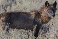 Yellowstone Wildlife Hiking Adventure with Lunch thumbnail 4