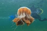 Ketchikan Snorkeling Adventure at Mountain Point thumbnail 2