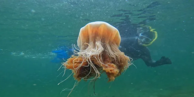 Ketchikan Snorkeling Adventure at Mountain Point - Image 2