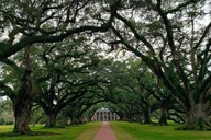 New Orleans Oak Alley Plantation Tour with Transportation thumbnail 4