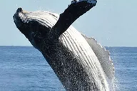 Hoonah Whale Watching Tour thumbnail 5