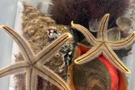 Panama City Beach Snorkel Excursion at Shell Island thumbnail 6