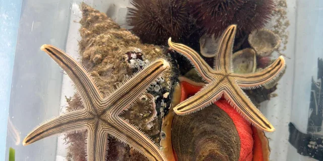 Panama City Beach Snorkel Excursion at Shell Island - Image 6