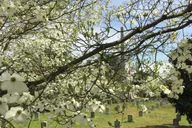 Atlanta Margaret Mitchell & Gone With the Wind Tour 3 hr thumbnail 6