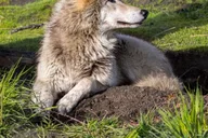 Anchorage Wildlife Conservation Center Admission thumbnail 6