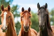 Santa Barbara Horseback Riding and Wine Tasting Tour thumbnail 4