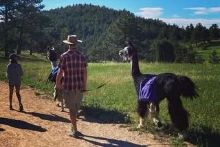 Rocky Mountains Llama Hike