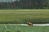 Anchorage Bear Viewing Airplane Adventure thumbnail 4