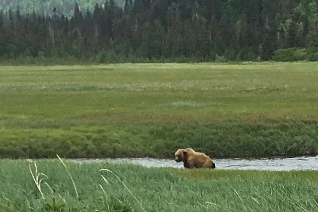 Anchorage Bear Viewing Airplane Adventure - Image 4