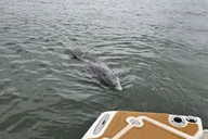 Hilton Head Dolphin and Nature Tour 1 hr thumbnail 4
