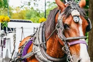 New York City Central Park Horse Carriage Ride thumbnail 3