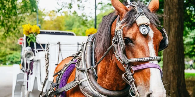 New York City Central Park Horse Carriage Ride - Image 3