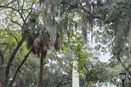 Savannah Old Town Hop-On Hop-Off Trolley Tour thumbnail 3