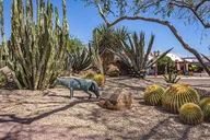 Scottsdale Valley Tour in Oldtown, Carefree & Cave Creek thumbnail 3