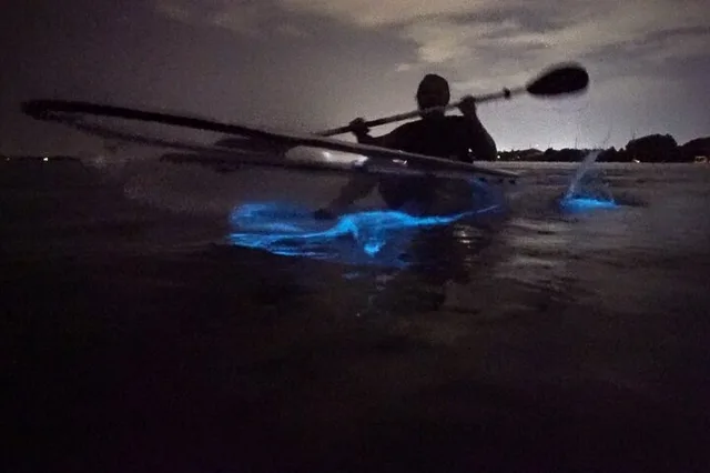 Merritt Island Clear Kayak Bioluminescence Tour 2 hr - Image 2