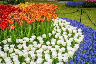 Albany Tulip Festival Day Tour from Boston