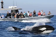 Newport Beach Whale Watching Adventure thumbnail 6