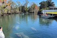 Crystal River Manatee Eco-Tour Boat Ride thumbnail 3