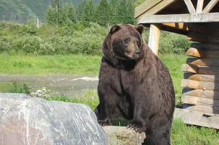 Anchorage Wildlife Conservation Center Tour 1 hr