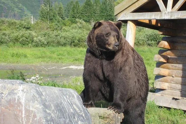 Anchorage Wildlife Conservation Center Tour 1 hr - Image 1