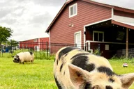 Hutto KuneKune Pig Farm Tour 45 min thumbnail 1