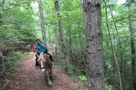 Cullowhee Horseback Ride through Flame Azalea and Fern Forest 75 min thumbnail 4