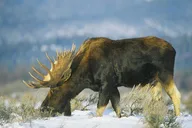 Grand Teton Wildlife Safari & Snowshoe Experience thumbnail 4