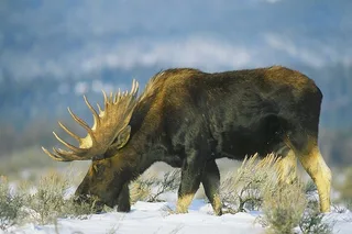 Jackson Hole Grand Teton National Park Private Tour