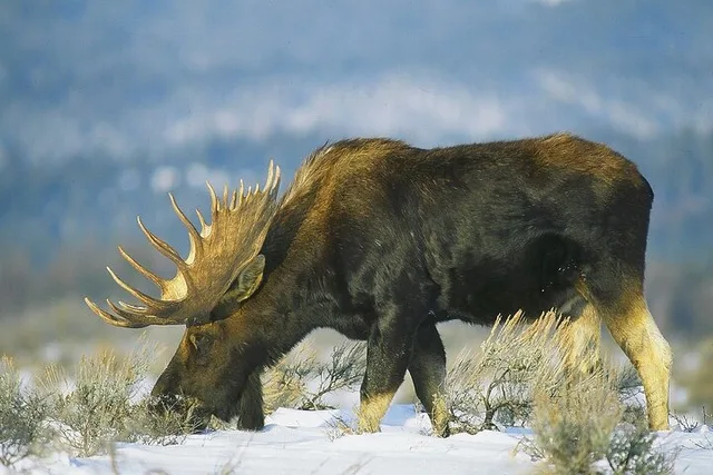 Grand Teton Wildlife Safari & Snowshoe Experience - Image 4