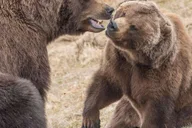 Anchorage Glaciers and Wildlife Day Tour thumbnail 4