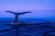 Miami Dolphin and Wildlife Watching Tour 1.5 hr thumbnail 1