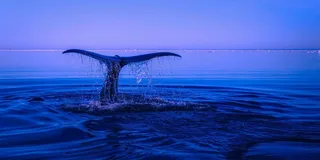 Miami Dolphin and Wildlife Watching Tour 1.5 hr