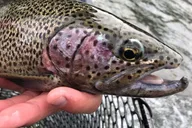 Kenai River Fishing Trip thumbnail 4