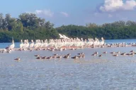 St. Petersburg Kayak Expedition to Shell Key thumbnail 3