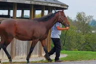 Lexington Horse Farm Tour with Insider Access thumbnail 2