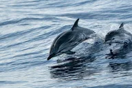 Destin Dolphin Watching Cruise thumbnail 3