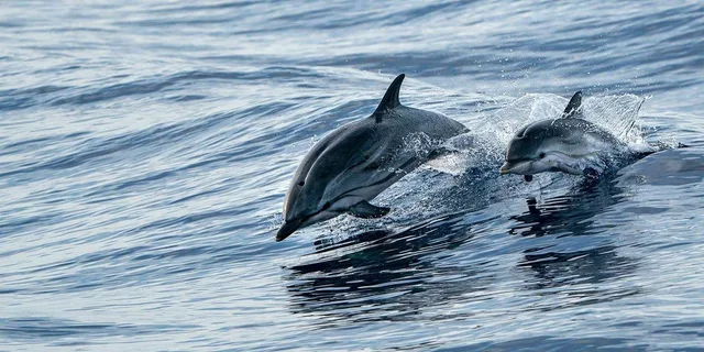Destin Dolphin Watching Cruise - Image 3