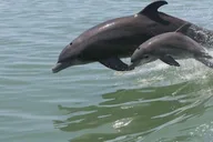 Destin Dolphin Watching and Sunset Cruise thumbnail 2