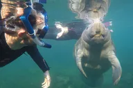 Crystal River Manatee Swim thumbnail 3