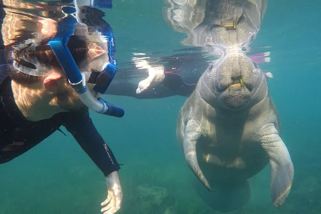 Crystal River Manatee Swim - Image 3
