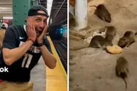 New York City Rat Walking Tour thumbnail 1
