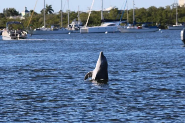 Fort Myers Beach Dolphin & Sightseeing Tour 90 min - Image 4
