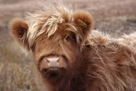 Fredericksburg Cow Cuddling Experience thumbnail 3