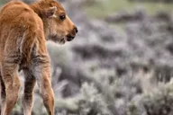 Jackson Grand Teton Wildlife and Scenery Tour 8 hr thumbnail 6