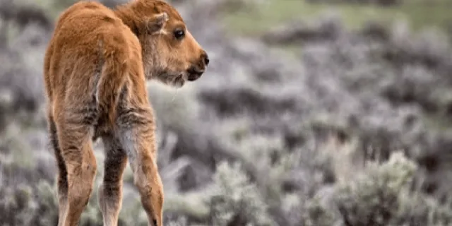 Jackson Grand Teton Wildlife and Scenery Tour 8 hr - Image 6
