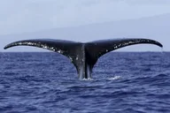 Kona Private Charter Snorkeling Tour 5 hr thumbnail 4