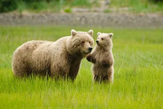Anchorage Bear Viewing Airplane Adventure