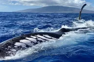 Lahaina Whale Watching Tour at Sunrise 2 hr thumbnail 4