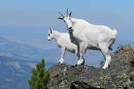 Yellowstone Sepulcher Mountain Naturalist Hike thumbnail 4